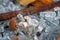 Shattered glass fragments among dry autumn leaves and rusty metal pipe. Selective focus. Closeup view. Macro dirty shards