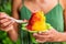 Shave Ice Hawaii local food woman eating hawaiian shaved ice cream treat in Honolulu Waikiki beach, Hawaii, USA