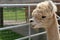 Shaved Alpaca in park