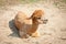 Shaved Alpaca resting in the farm