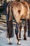 Shaved horse with  hairy heart shape on right leg  and tail  with braid