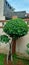 The shaved tree is also called a bonsai plant