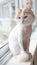 A shaved white beige cat sits on the windowsill