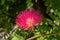 Shaving brush pompom flower, isolated