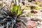 Shaw\'s Agave Plant with Flowers and Rocks