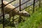 Shawn lamb eating grass through fence