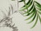 Shdow palm leaf textured minimalism backdrop cement background for mock up