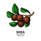 Shea butter vector drawing. Isolated illustration of berry on branch.