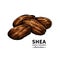 Shea butter vector drawing. Isolated illustration of nuts.