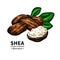 Shea butter vector drawing. Isolated vintage illustration of nuts, butter and leaves.