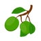 Shea cosmetics organic plant, nut. Cartoon flat style. Vector illustration