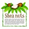 Shea nuts with leaves in vector.