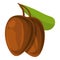 Shea tree nuts icon, cartoon style