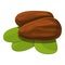 Shea tree nuts icon, cartoon style