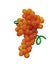 Sheaf of balloons in the form of grapes cluster