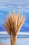 Sheaf Of Barley