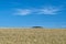 Sheaf Corn wide open field blue sky