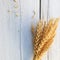 Sheaf of golden wheat