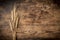 Sheaf of wheat on wooden background