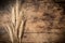 Sheaf of wheat on wooden background