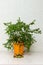 Sheared burgundy green finger-shaped fruits near the potted citrus plant, close-up. Indoor growing of the outlandish citrus plant