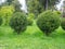 Sheared bushes on the lawn. Park design. Beautiful green shrubs