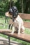 A sheared dog spaniel in a pilot helmet 2018