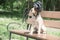 A sheared dog spaniel in a pilot helmet 2018