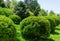 Sheared evergreens in ball Euonymus japonicus Ovatus Aureus evergreen spindle or Japanese spindle in Arboretum Park