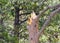 Sheared Pine Tree In Colorado Forest