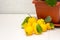 Sheared ripe yellow-orange lemon fruits near the potted citrus plant on the dining table. Harvesting the indoor growing tasty