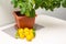 Sheared ripe yellow-orange lemon fruits near the potted citrus plant on the dining table. Harvesting the indoor growing tasty