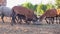 Sheared sheep Cameroon at sunset on a farm