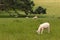 Sheared sheep grazing