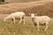 Sheared sheep grazing