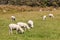 Sheared sheep grazing on meadow