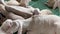 Sheared sheep lie and chew in a stall on a farm