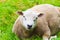 Sheared sheep relaxing on a fresh summer greenery