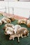 Sheared sheep sleep hugging on the floor on a closed farm