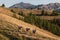 Sheared sheep walking across grassy slope