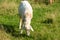 Sheared white sheep eating grass