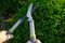 Shearing plants in the garden. Tool for plant formation concept. Topiary pruning.Garden shears in male hands cutting a