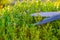 Shearing and shaping boxwood in a sunny summer green garden.Plant pruning.Round shape of boxwood.Garden shears in hands