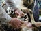 Shearing sheep hoof.