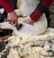 Shearing sheep wool.