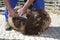 Shearing with traditional manual scissor
