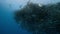 shearwater birds Dive And Swim Underwater seeking the shoal of mackerel