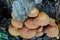 Sheathed Woodtuft mushrooms close up