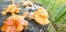 Sheathed woodtuft mushrooms grow on an old  stump, close-up