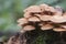 Sheathed woodtuft on a stump